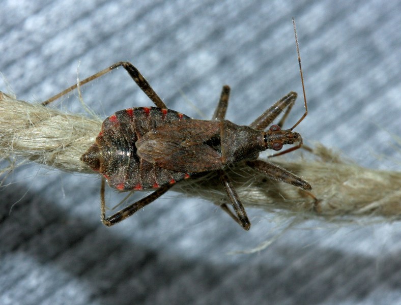 Nabidae di casa: Himacerus e Aptus del Piemonte